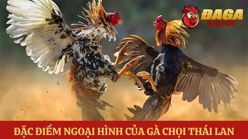 Đá gà Thái Lan: Sự khác biệt và hấp dẫn trong những trận đấu Đá gà Thái Lan: Sự khác biệt và hấp dẫn về ngoại hình