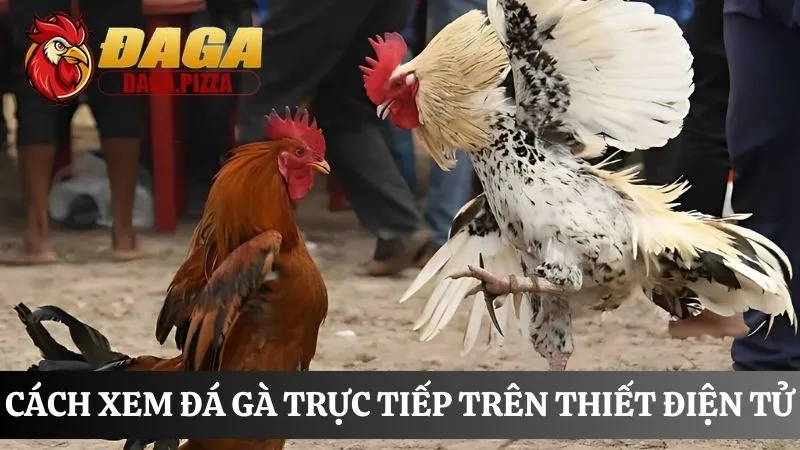 Cách xem đá gà trực tiếp cách xem đá gà trực tiếp miễn phí