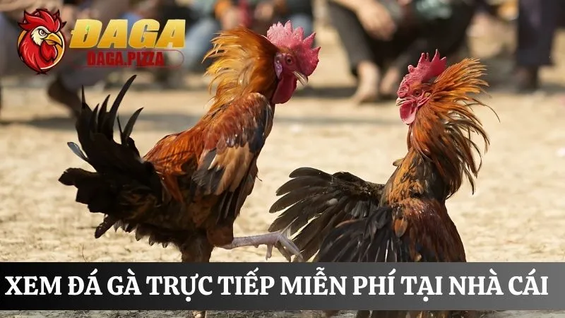 Cách xem đá gà trực tiếp hướng dẫn cách xem đá gà trực tiếp