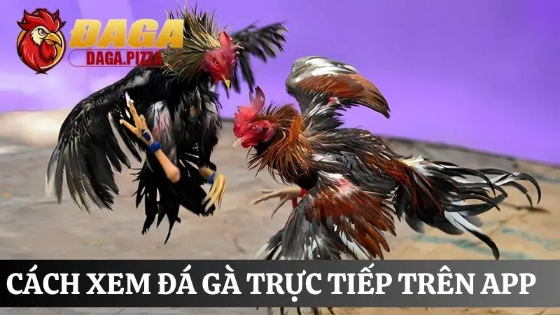 Cách xem đá gà trực tiếp cách xem đá gà trực tiếp trên app
