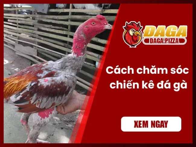 Cách chăm sóc chiến kê đá gà