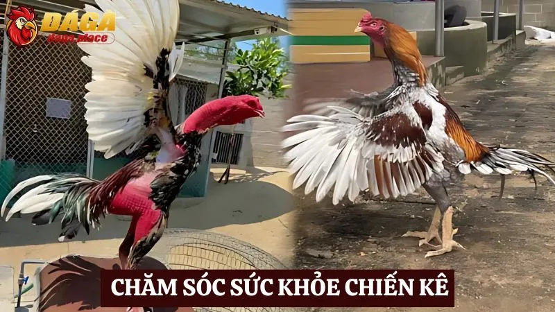 Cách chăm sóc chiến kê đá gà khỏe mạnh