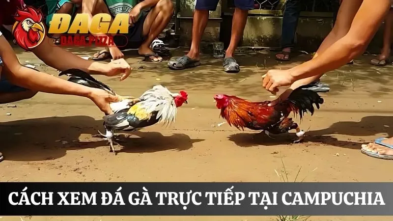 Cách xem đá gà trực tiếp cách xem đá gà trực tiếp