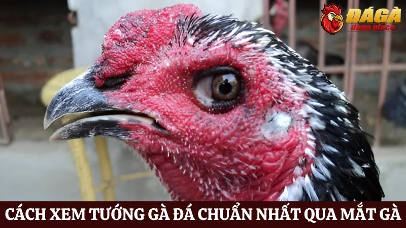 Cách xem tướng gà đá chuẩn nhất - Bí quyết chọn chiến kê Cách xem tướng gà đá chuẩn nhất qua mắt