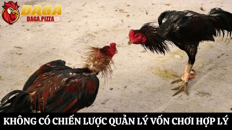 Những điều cần tránh khi tham gia cá cược đá gà chi tiết Những điều cần tránh khi tham gia cá cược đá gà thường gặp