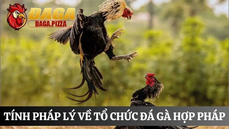 Tìm hiểu Tính pháp lý của đá gà ở Việt Nam