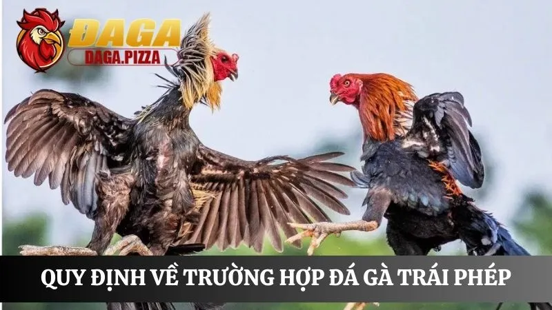 chi tiết Tính pháp lý của đá gà ở Việt Nam