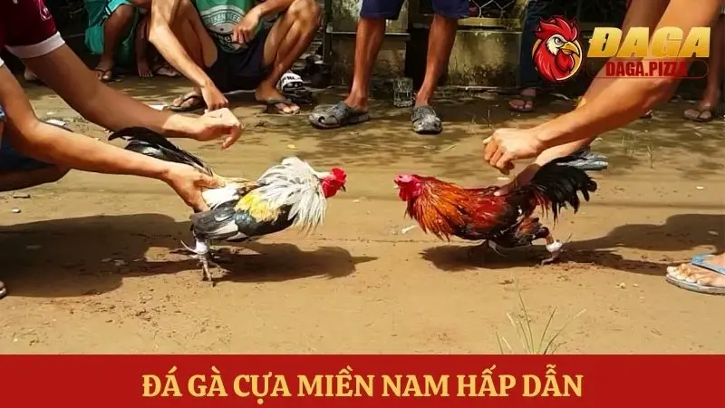 Tìm hiểu về đá gà – môn thể thao truyền thống của người Việt Đá gà – môn thể thao truyền thống của người Việt hiện nay