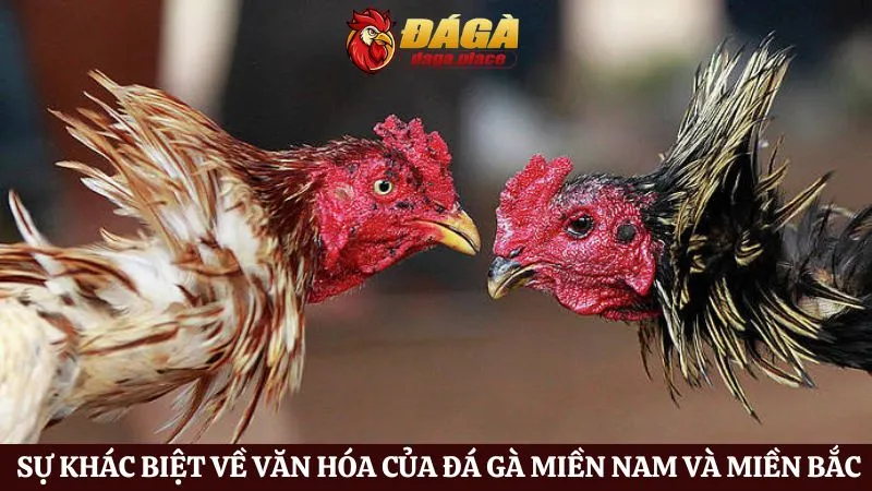 Đá gà miền Nam và miền Bắc: Sự khác biệt về văn hóa