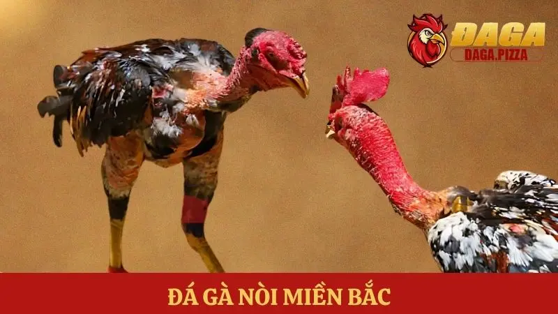 Tìm hiểu về đá gà – môn thể thao truyền thống của người Việt Tìm hiểu Đá gà – môn thể thao truyền thống của người Việt