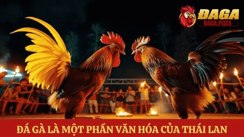 Đá gà Thái Lan: Sự khác biệt và hấp dẫn trong những trận đấu Đá gà Thái Lan: Sự khác biệt và hấp dẫn về văn hóa dân gian của đất nước