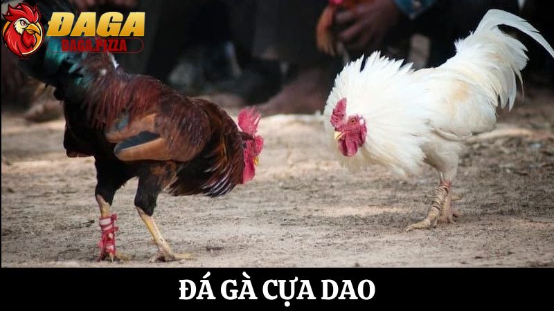 Đá gà cựa dao: Sự nguy hiểm và hấp dẫn chưa ai biết Đá gà cựa dao: Sự nguy hiểm và hấp dẫn