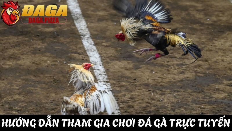 Giải đáp: “Tại sao đá gà lại thu hút người chơi cá cược?” giải đáp Tại sao đá gà lại thu hút nhiều người tham gia
