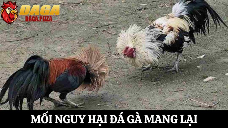 Khai thác Đá gà – Mối nguy hại và giải pháp