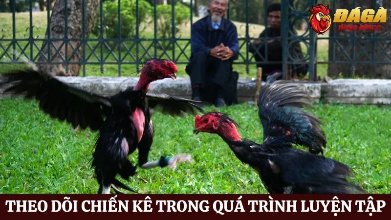 Những bí quyết huấn luyện gà đá có kế hoạch