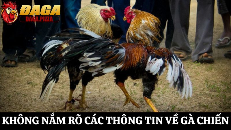 Những điều cần tránh khi tham gia cá cược đá gà chi tiết tổng hợp Những điều cần tránh khi tham gia cá cược đá gà