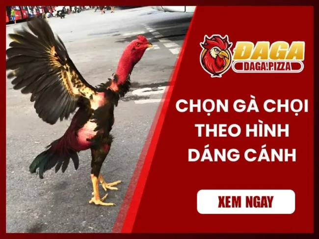 Kinh nghiệm chọn gà đá hay qua hình dáng cánh gà 