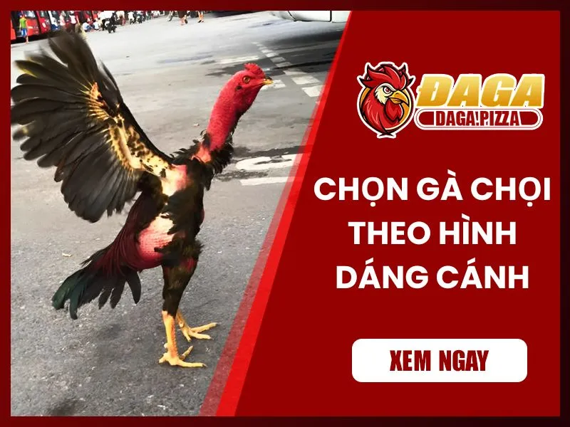 Kinh nghiệm chọn gà đá hay qua hình dáng cánh gà 