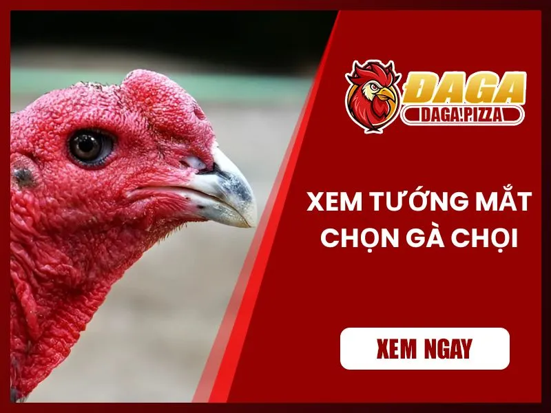Kinh nghiệm chọn gà đá hay qua tướng mắt 
