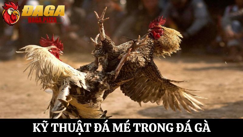 Khám phá chi tiết các kỹ thuật đá gà hiệu quả cho tân thủ Các kỹ thuật đá gà hiệu quả - đá mé