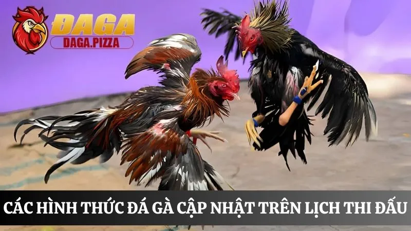 Lịch thi đấu đá gà chi tiết