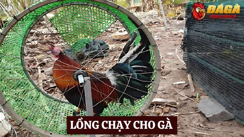 Các dụng cụ hỗ trợ trong đá gà - lồng chạy