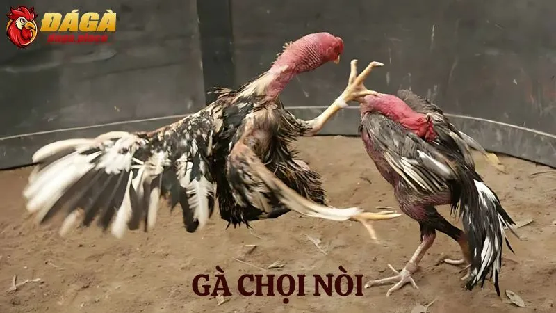 các loại gà đá nổi tiếng ở Việt Nam - gà chọi nòi 