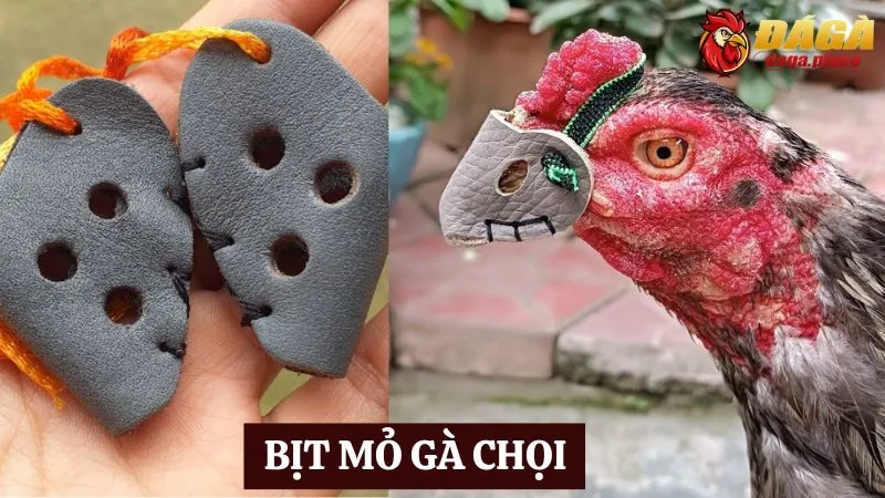 Các dụng cụ hỗ trợ trong đá gà - bịt mỏ