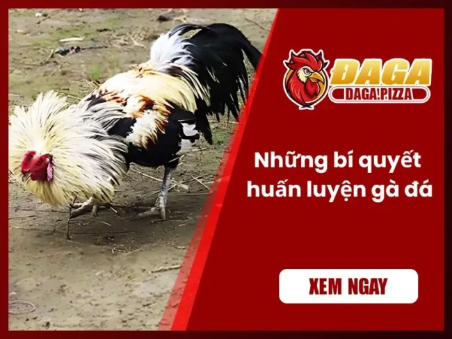 Những bí quyết huấn luyện gà đá
