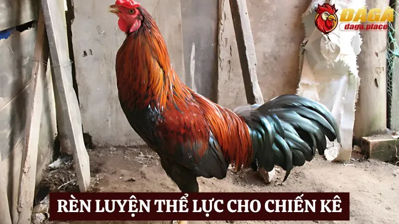 Những bí quyết huấn luyện gà đá