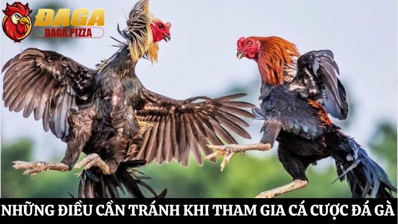 Những điều cần tránh khi tham gia cá cược đá gà chi tiết Những điều cần tránh khi tham gia cá cược đá gà