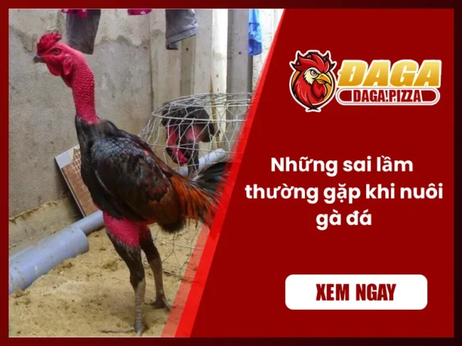 Một trong những sai lầm thường gặp khi nuôi gà đá