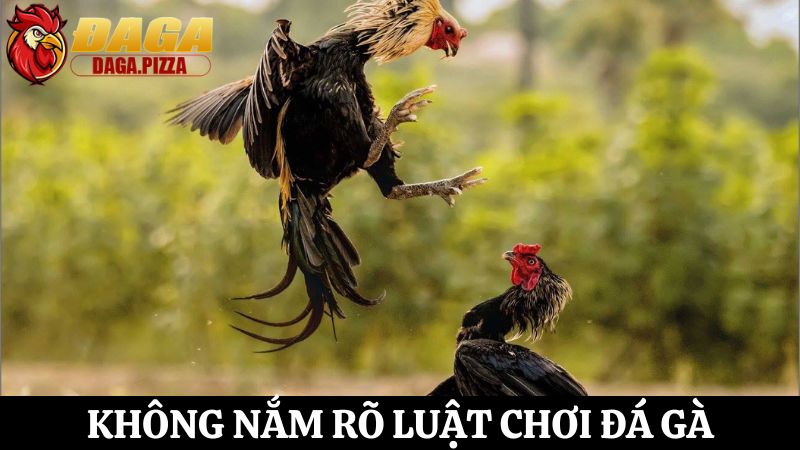 Những điều cần tránh khi tham gia cá cược đá gà chi tiết tìm hiểu Những điều cần tránh khi tham gia cá cược đá gà