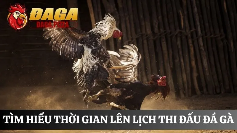 thời gian lên Lịch thi đấu đá gà