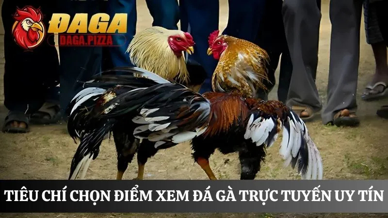 Cách xem đá gà trực tiếp cách xem đá gà trực tiếp đơn giản