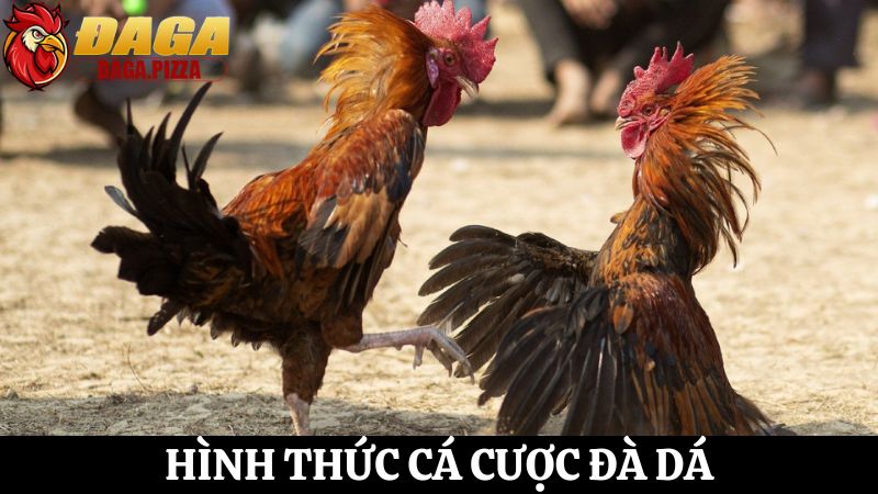 Đá gà – Mối nguy hại và giải pháp