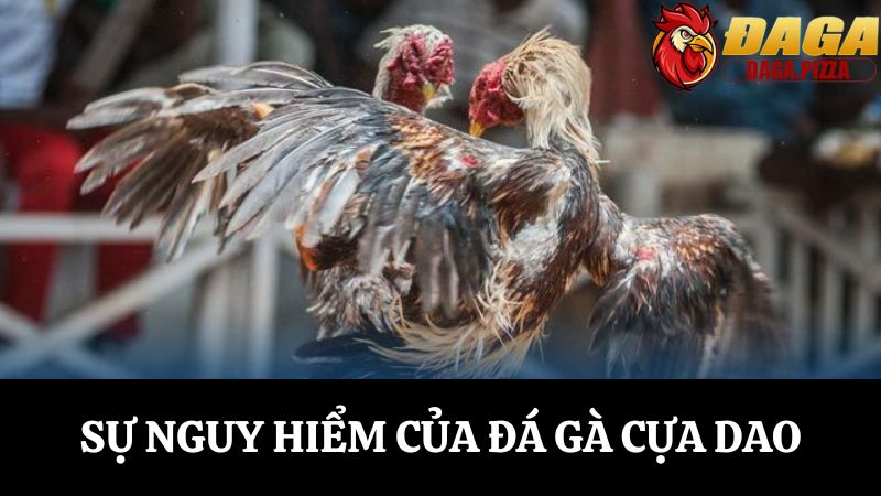 Đá gà cựa dao: Sự nguy hiểm và hấp dẫn chưa ai biết Khám phá về Đá gà cựa dao: Sự nguy hiểm và hấp dẫn