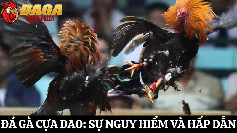Đá gà cựa dao: Sự nguy hiểm và hấp dẫn chưa ai biết Tìm hiểu Đá gà cựa dao: Sự nguy hiểm và hấp dẫn