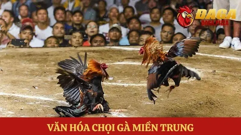 Tìm hiểu về đá gà – môn thể thao truyền thống của người Việt Đá gà – môn thể thao truyền thống của người Việt tại miền Trung