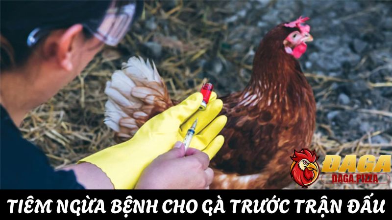 Bí quyết chăm sóc sức khỏe cho gà đá trước trận đấu chi tiết Chăm sóc sức khỏe cho gà đá trước trận đấu, phòng ngừa bệnh tật