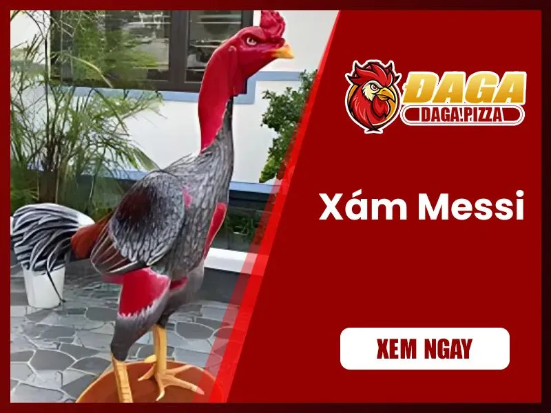 những chiến kê nổi tiếng trong lịch sử đá gà - Xám Messi 